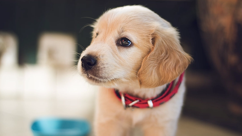 foto_hondje_luna
