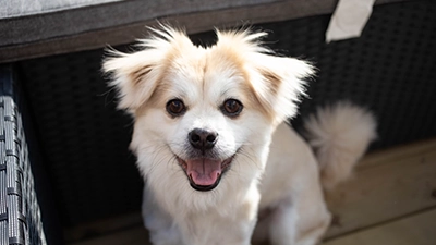 foto hondje premium optie