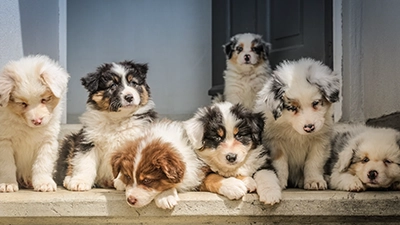 foto hondje sponsor optie
