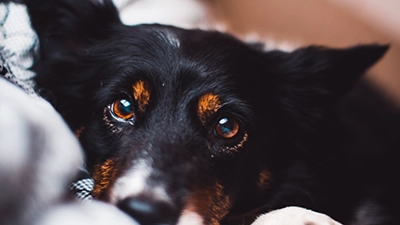 foto hondje standaard optie